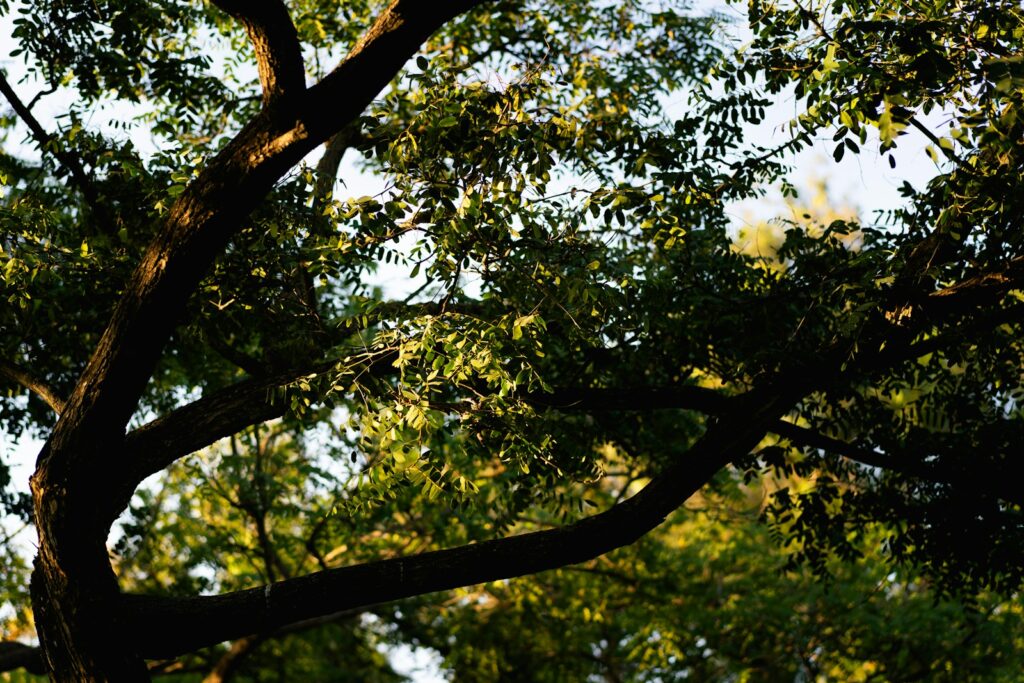 A bird perched on top of a tree branch